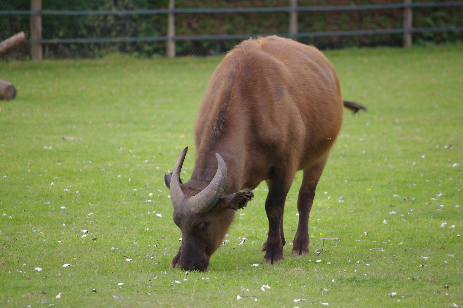 Congo Buffalo- 1/10/2023