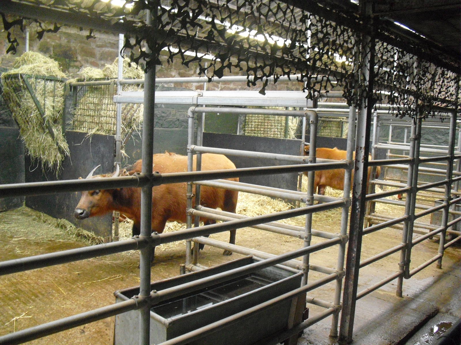 Congo Buffalo - 16/02/2011