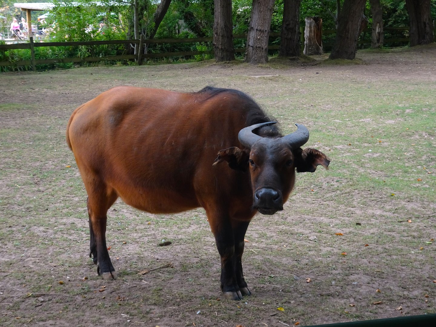 Congo Buffalo  16 August 2025