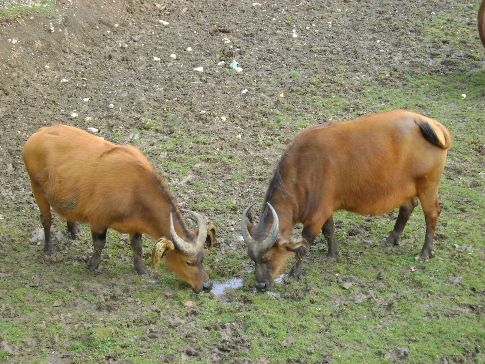 Congo buffalo 2