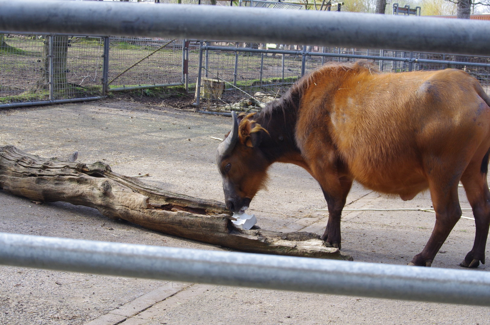 Congo Buffalo- 4/4/2023