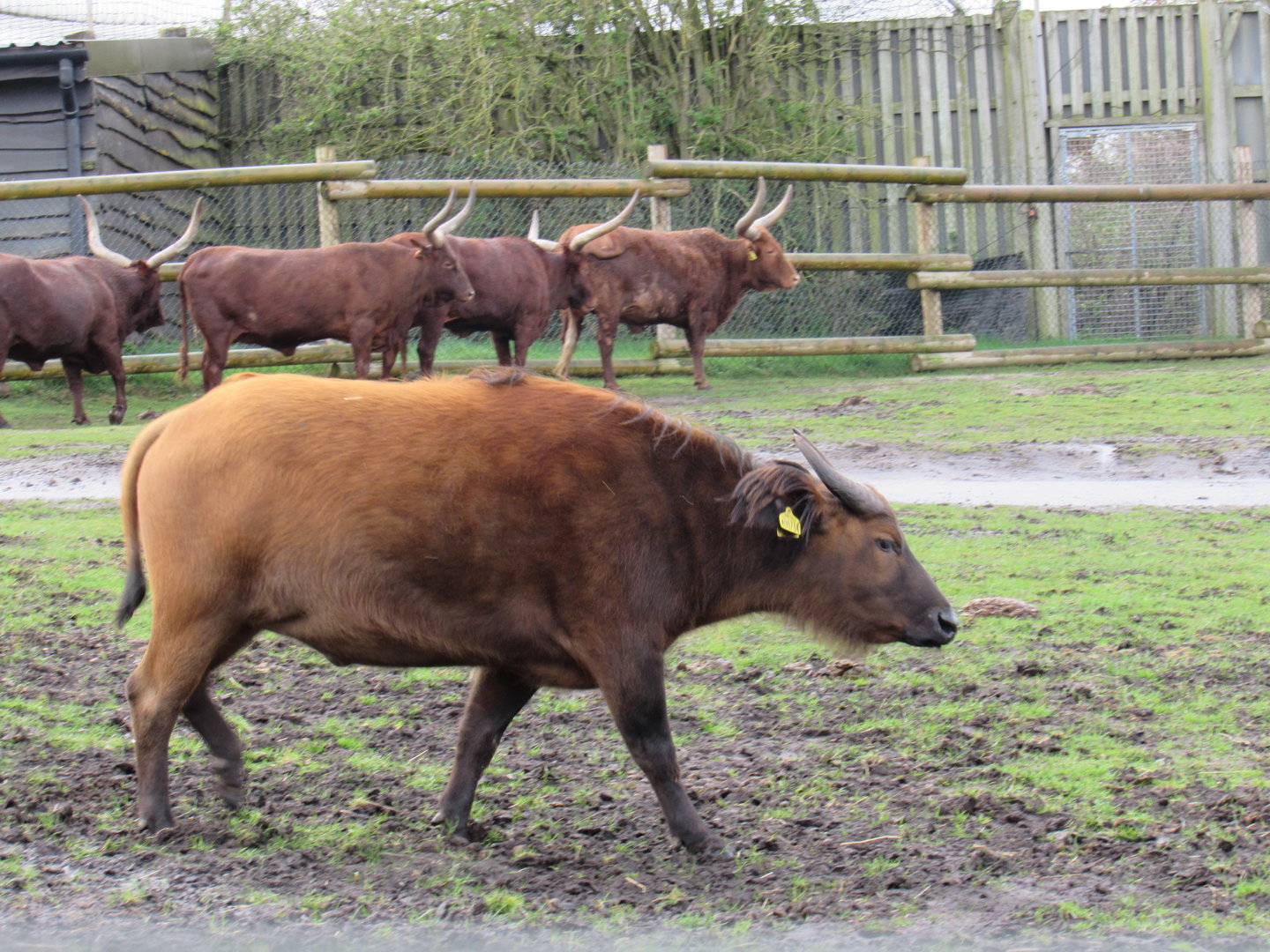 Congo Buffalo and Ankole Cattle