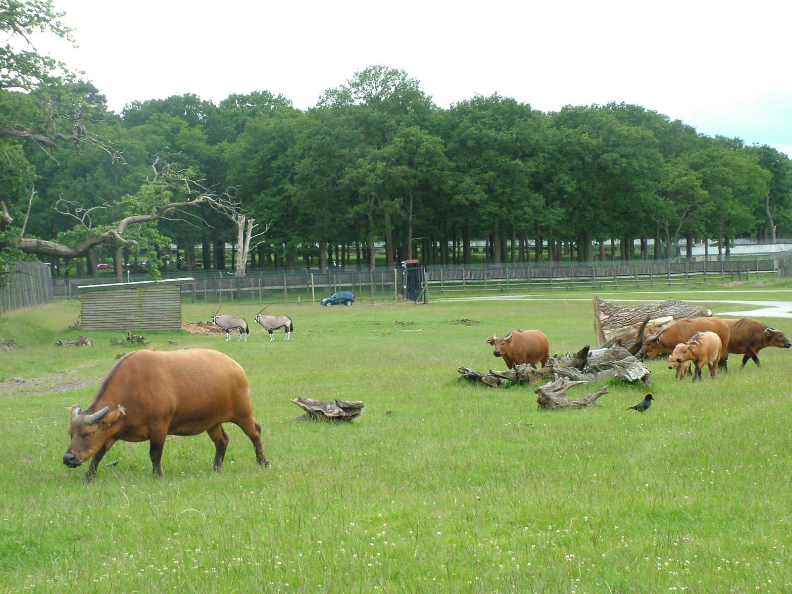Congo Buffalo and Gemsbok at Woburn 20/06/09