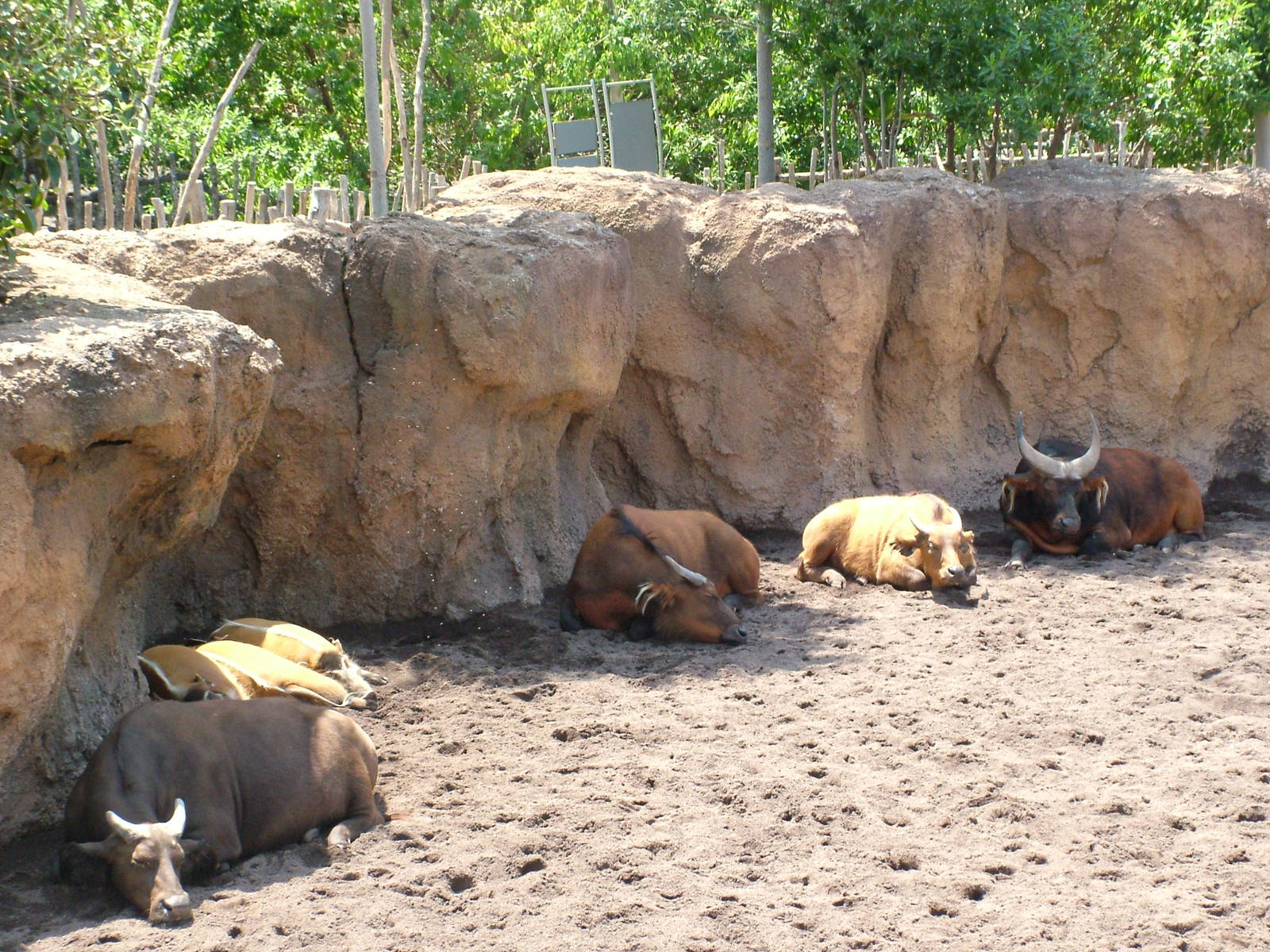 Congo Buffalo and Red River Hog at Bioparc Valencia, 28/05/11