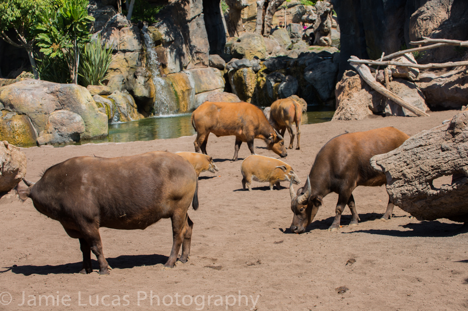 Congo Buffalo and Red River Hogs