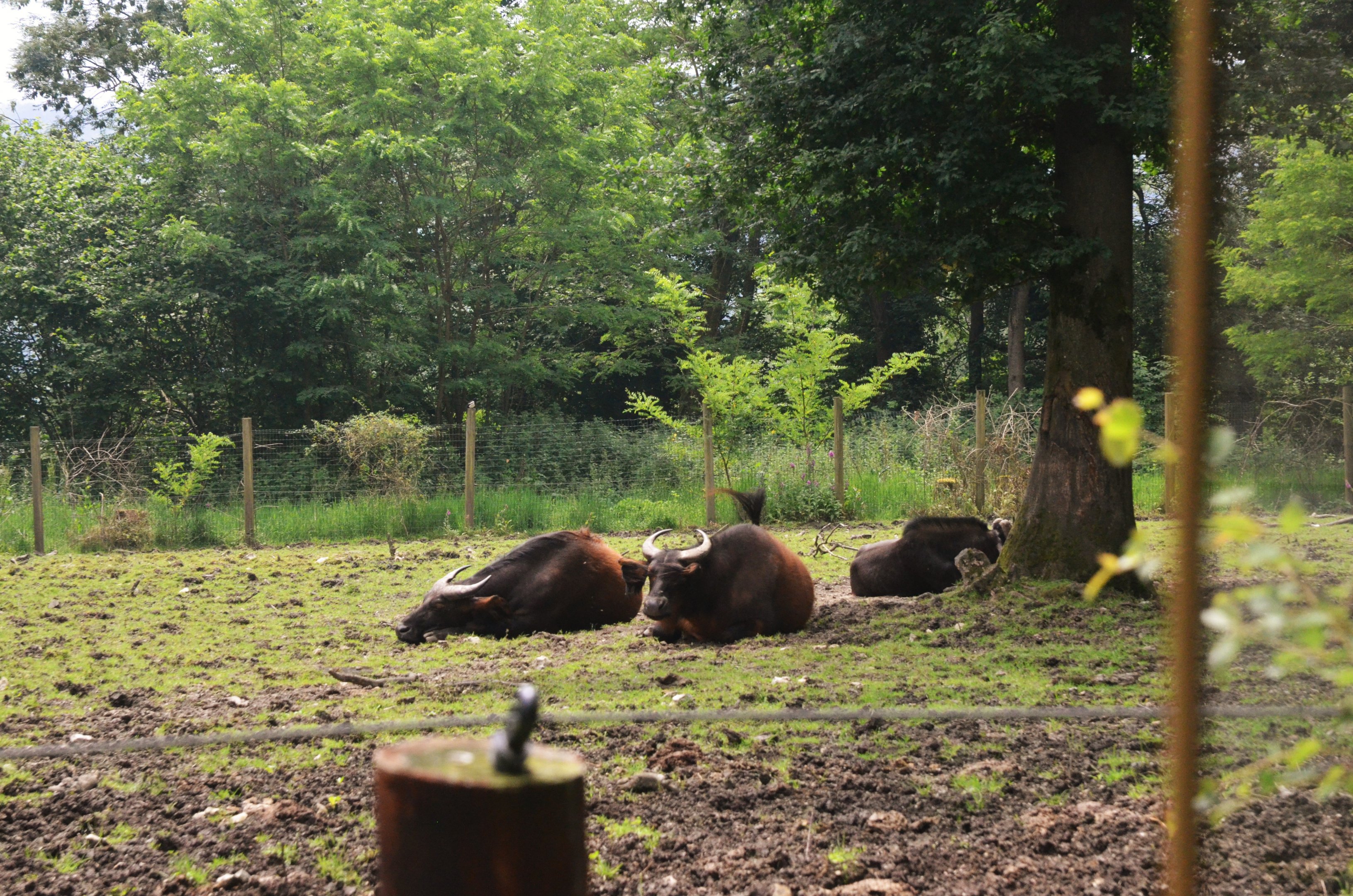 Congo Buffalo and White-tailed Gnu from the Road Train at CERZA, 10/06/18