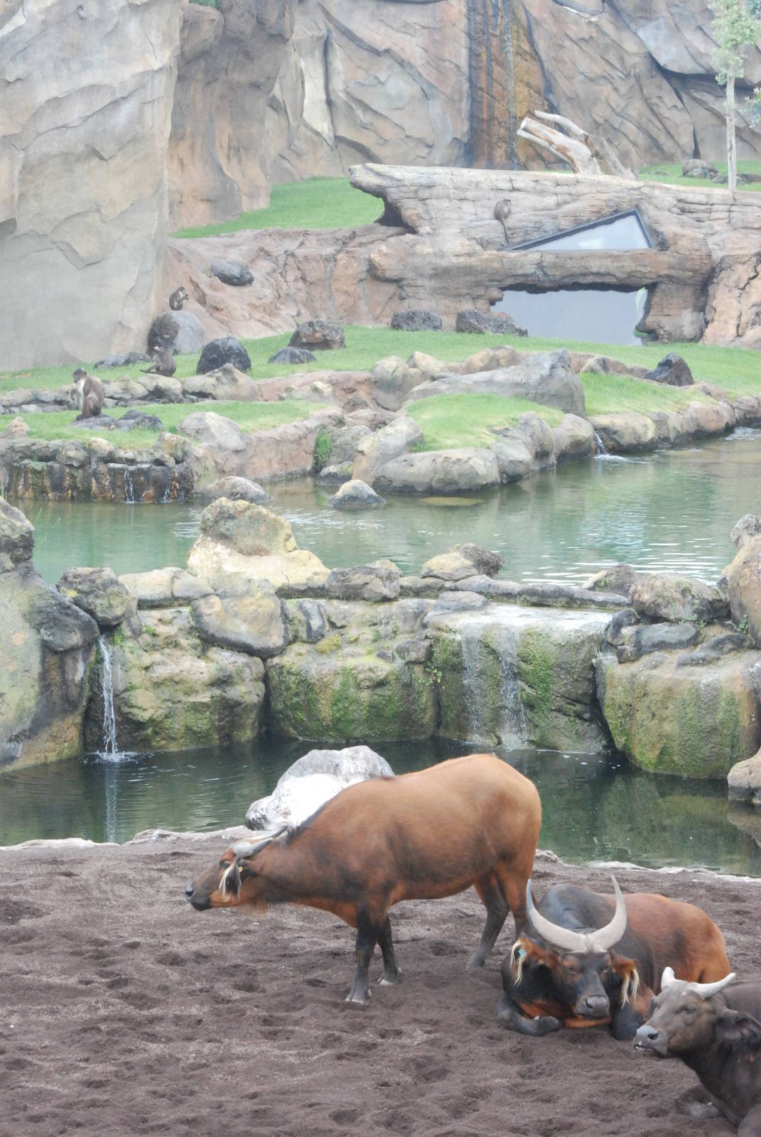 Congo Buffalo at Bioparc Valencia, 28/05/11