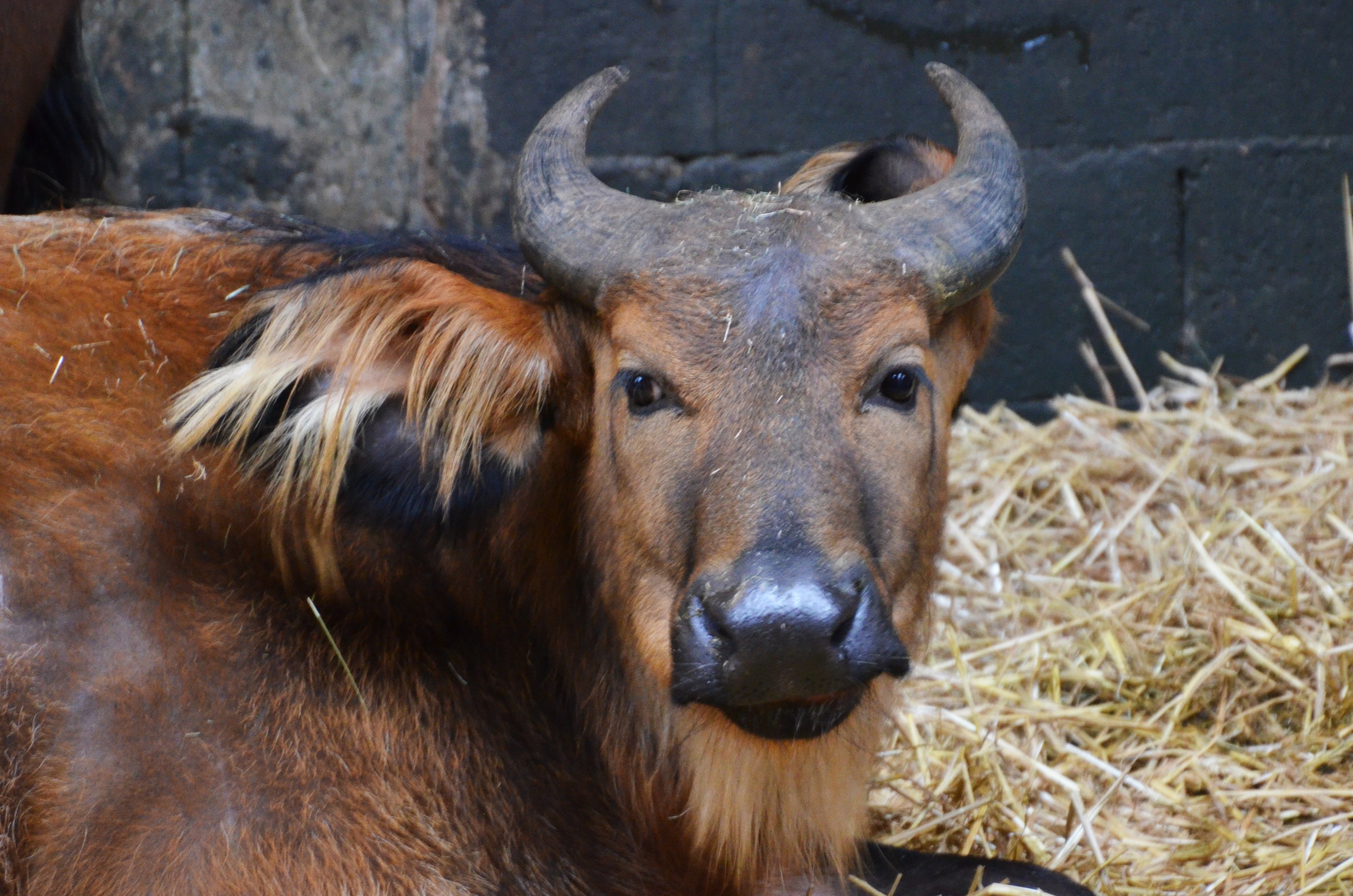 Congo Buffalo at Chester 07/03/19