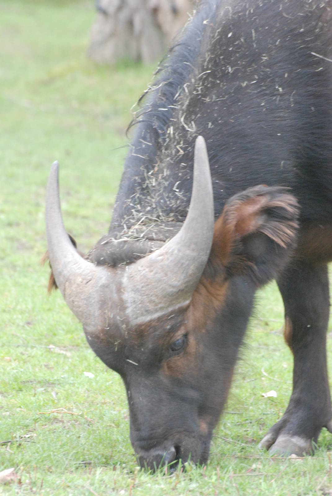 Congo Buffalo at Chester, 16/04/11