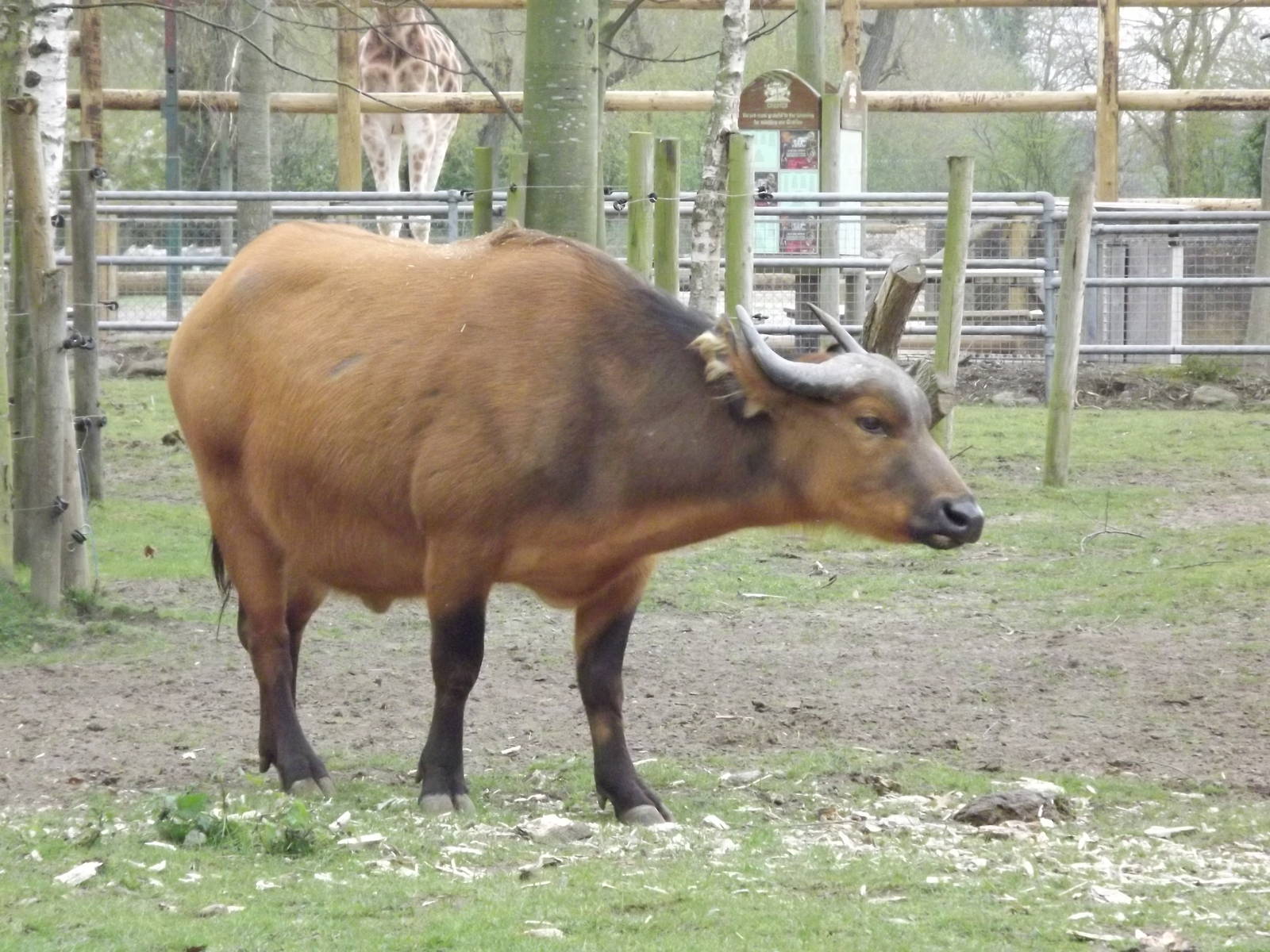 Congo Buffalo at Chester Zoo 31/03/12