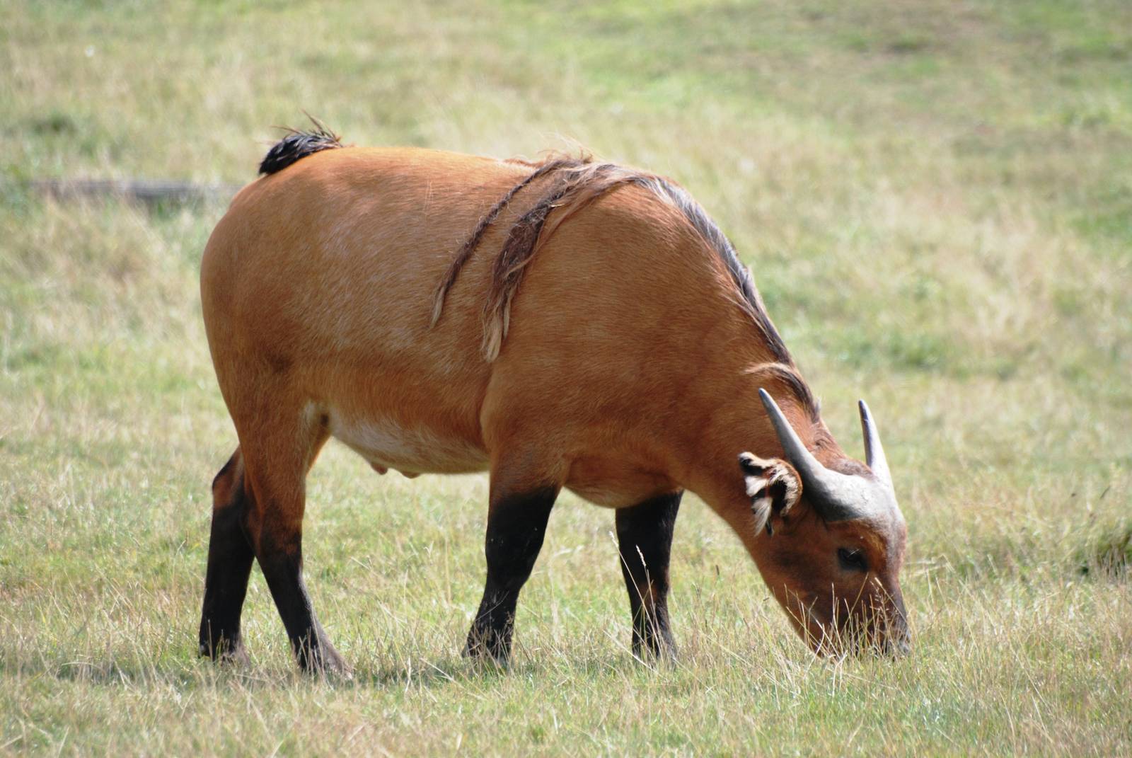 Congo Buffalo at Woburn, 01/09/13