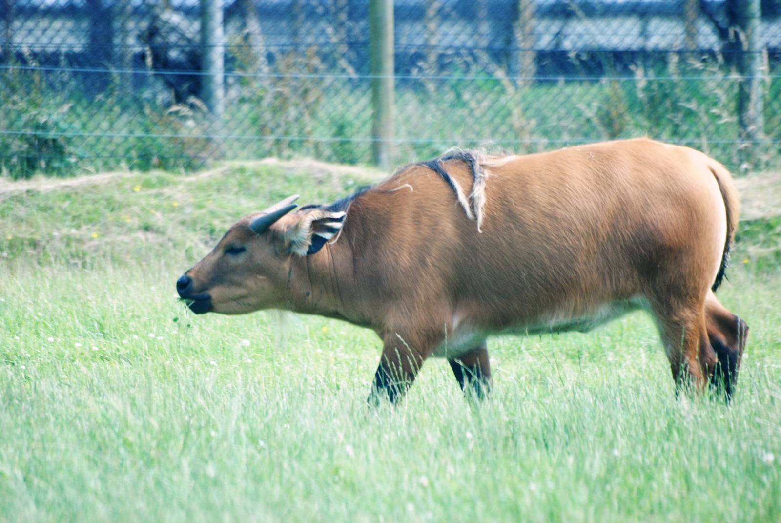 Congo Buffalo at Woburn, 22/07/12