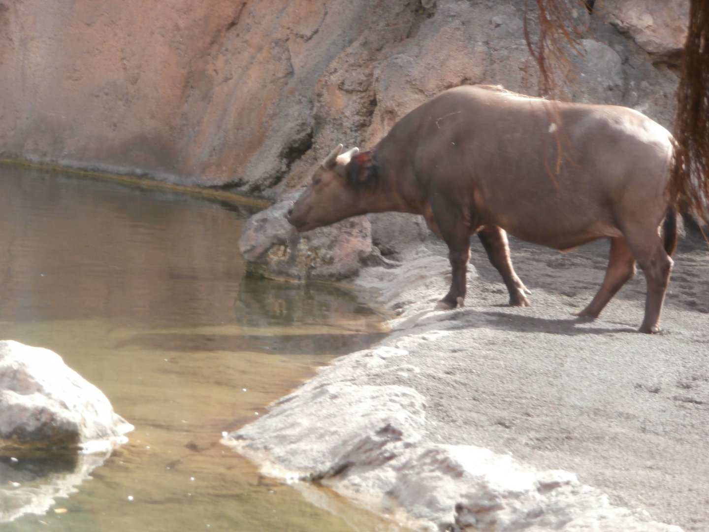 Congo buffalo -Bioparc Valencia (Summer 2017)