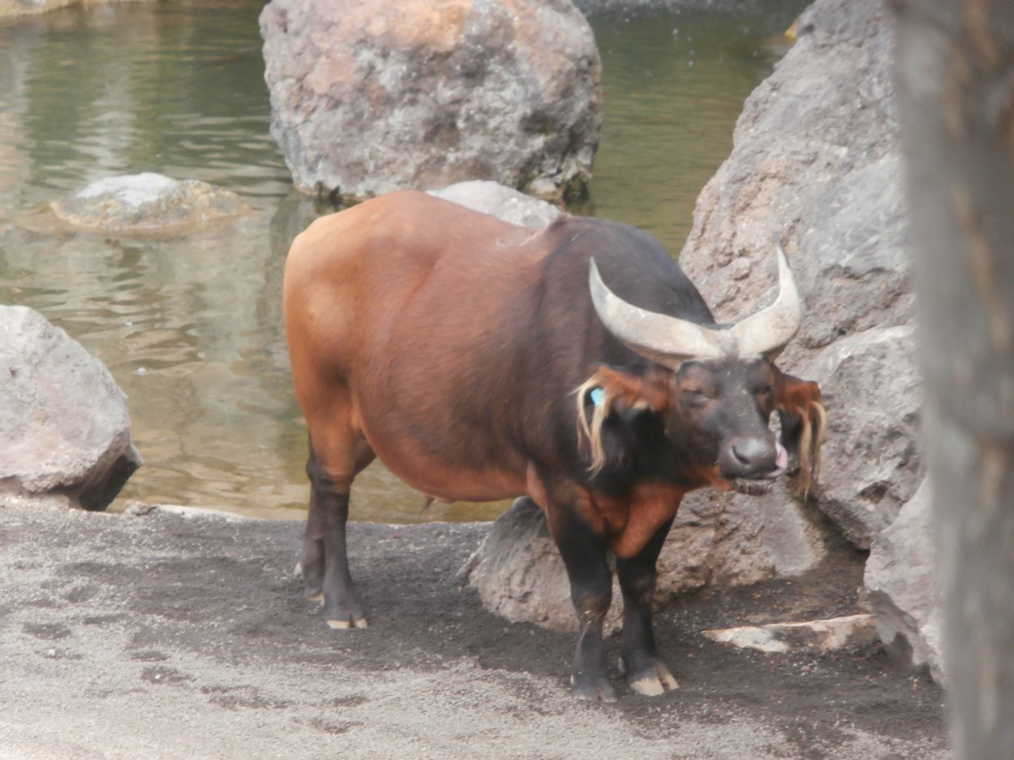 Congo buffalo -Bioparc Valencia (Summer 2017)