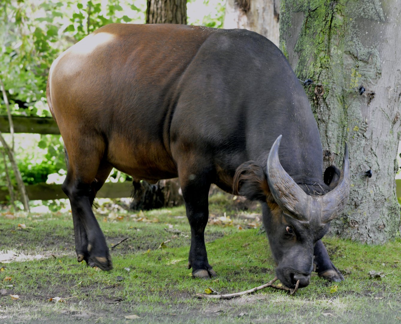 Congo buffalo bull