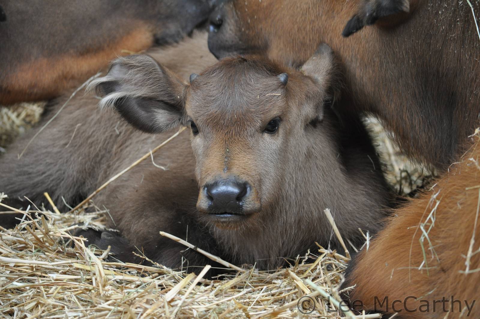 Congo Buffalo Calf