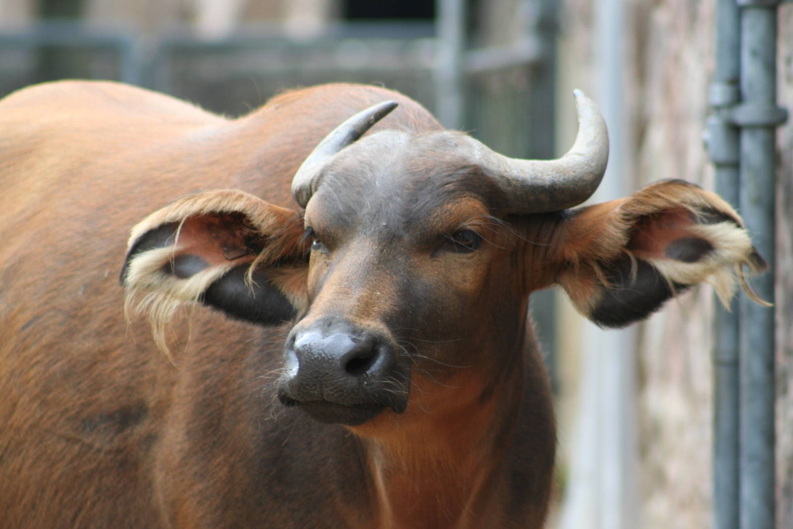 Congo Buffalo @ Chester; 21.07.2011
