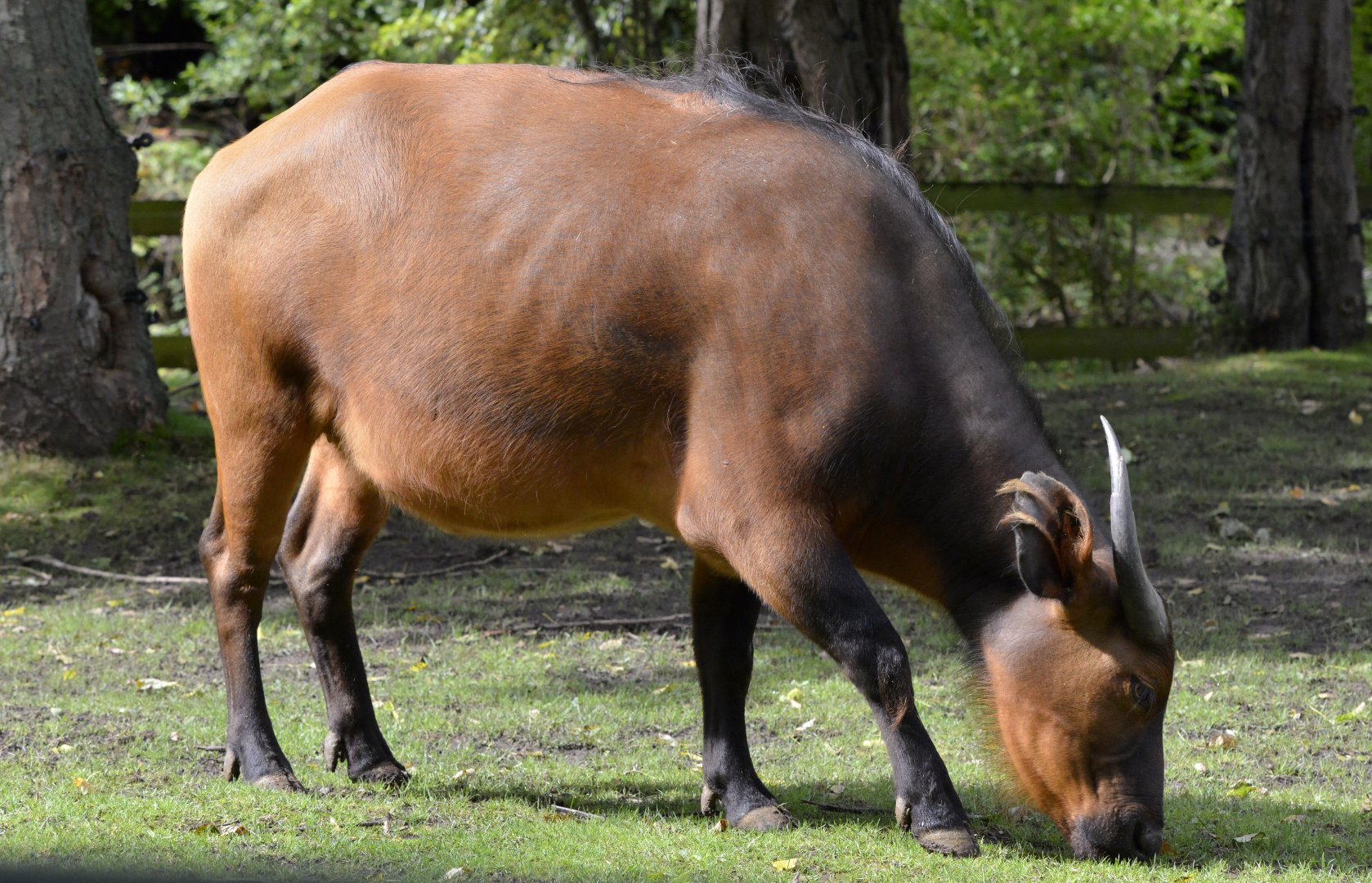 Congo buffalo cow