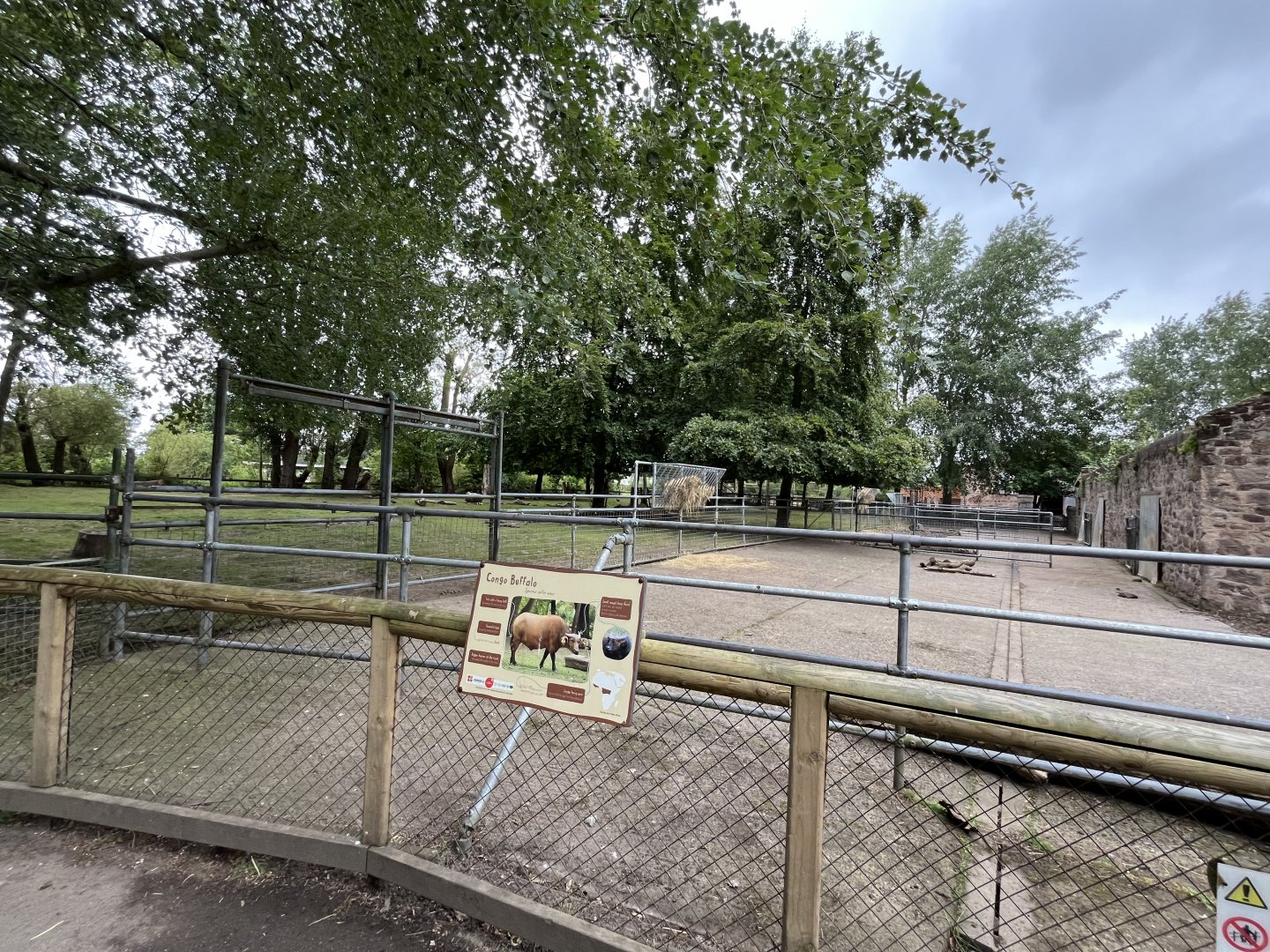 Congo buffalo enclosure 29.6.24