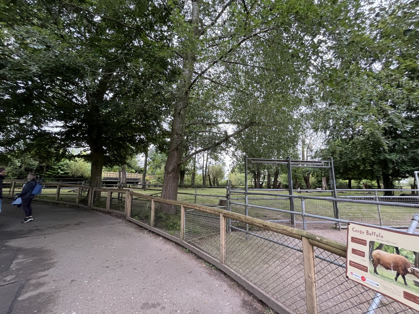 Congo buffalo enclosure 29.6.24