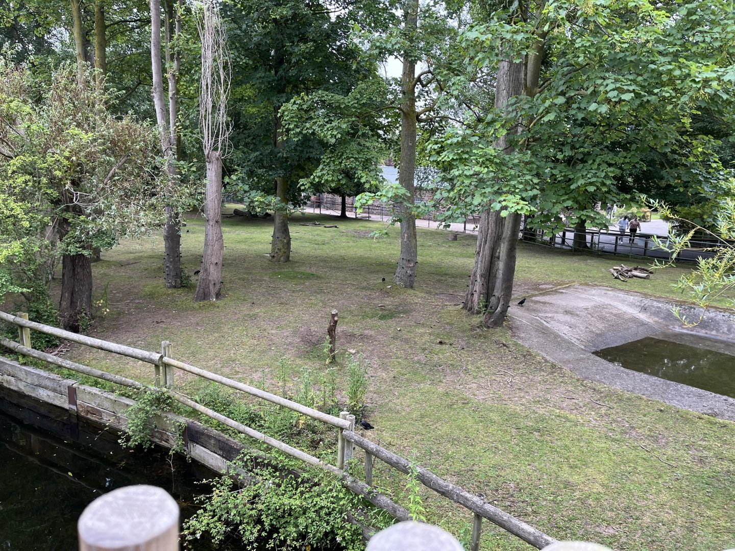 Congo buffalo enclosure 29.6.24