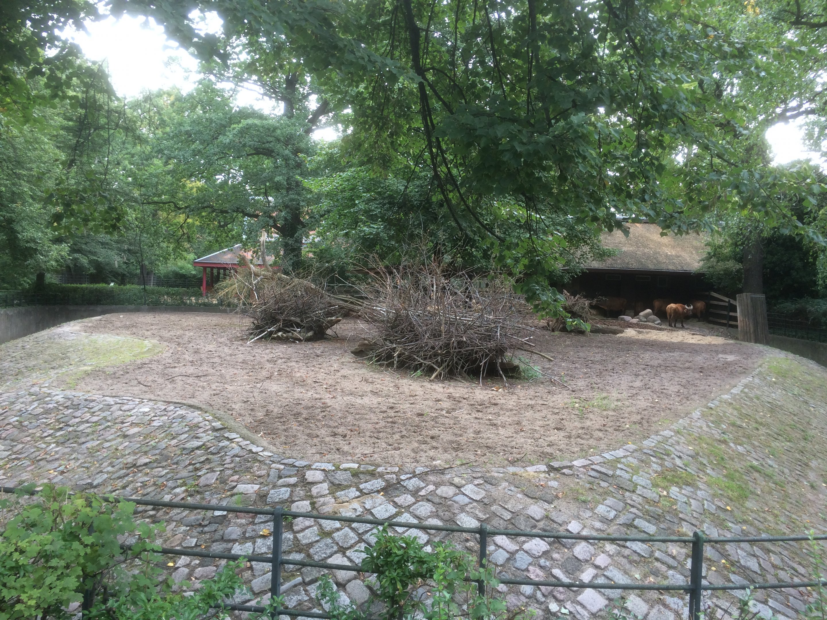 Congo buffalo enclosure