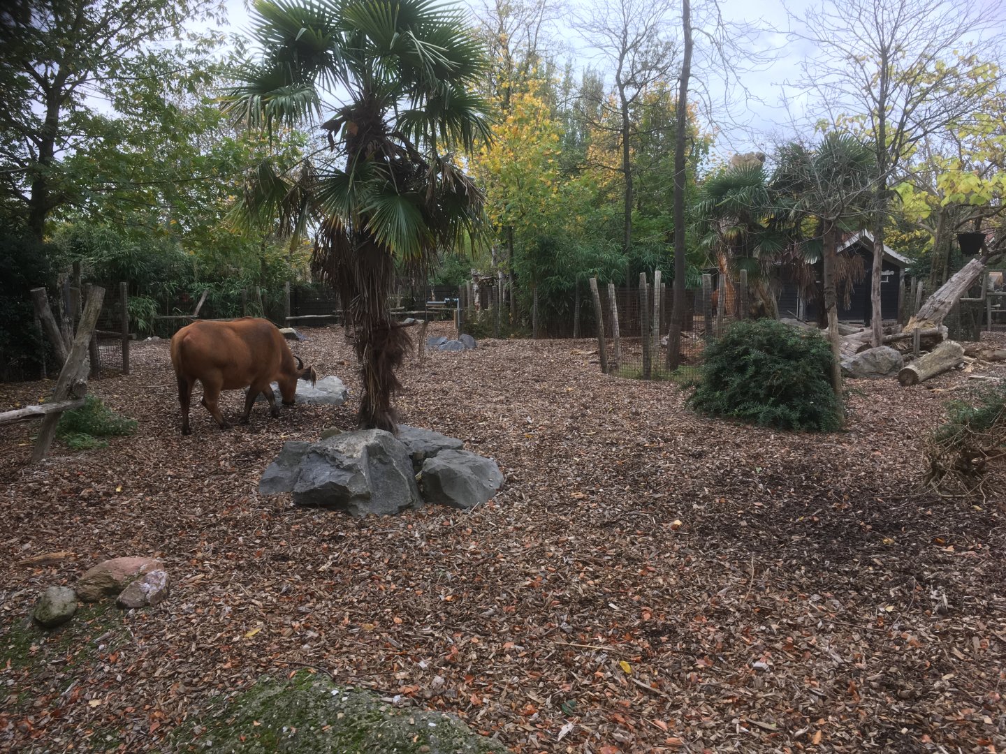 Congo buffalo enclosure