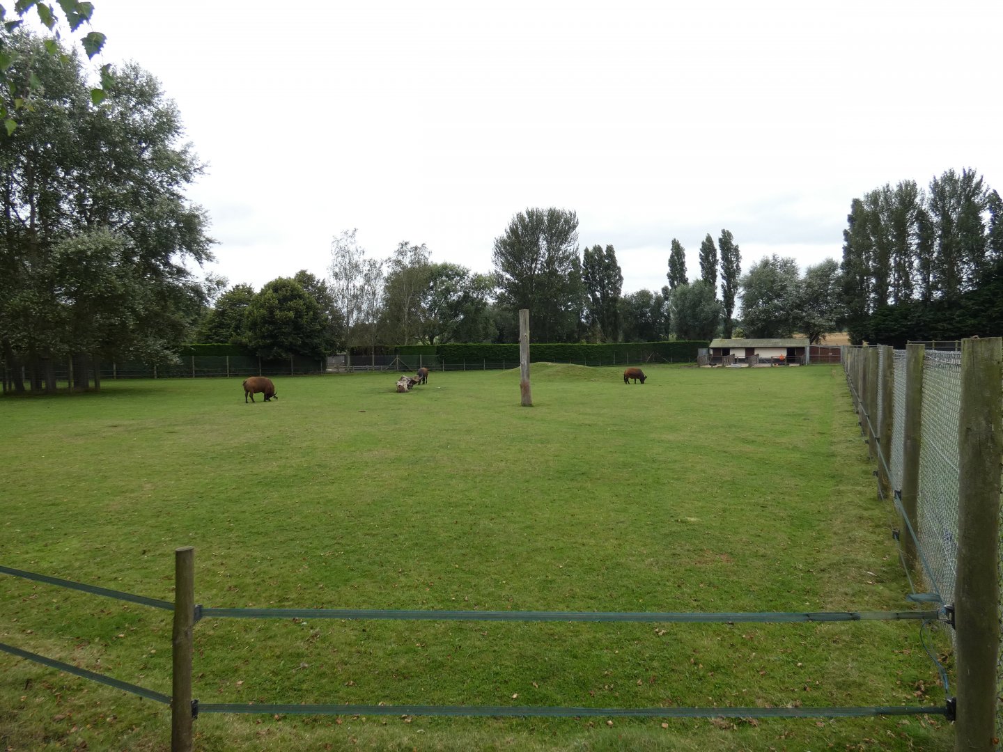 Congo buffalo enclosure