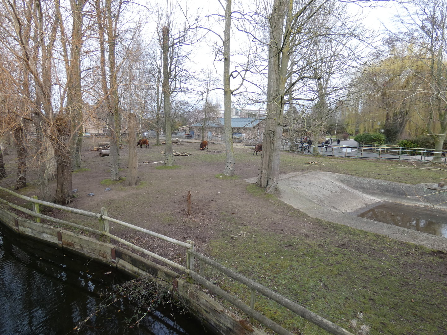 Congo buffalo enclosure