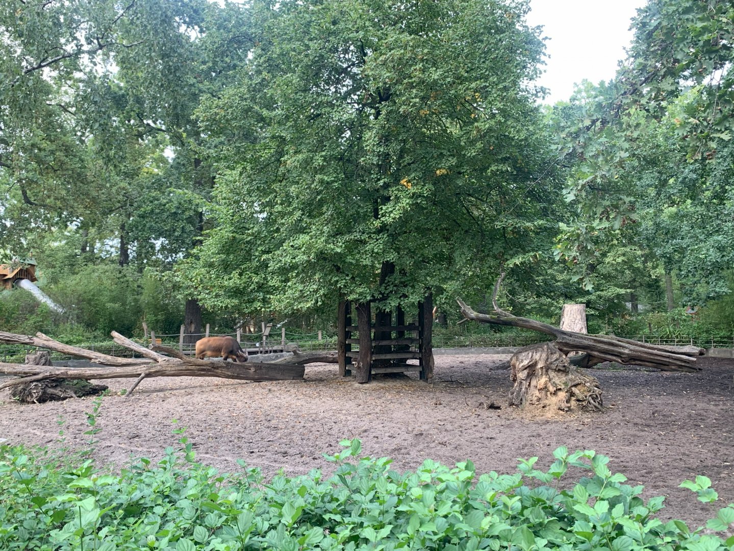 Congo Buffalo enclosure