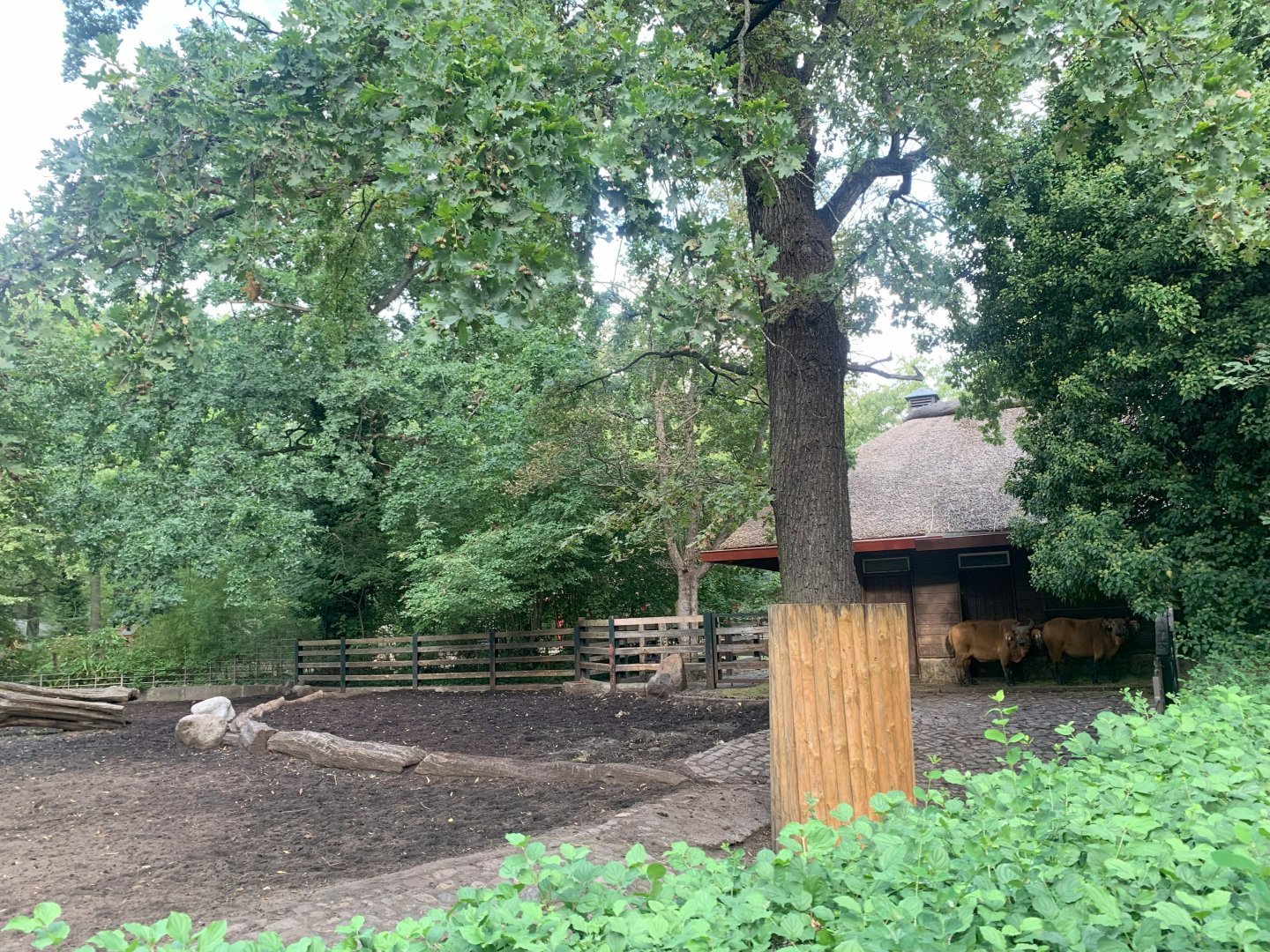 Congo Buffalo enclosure