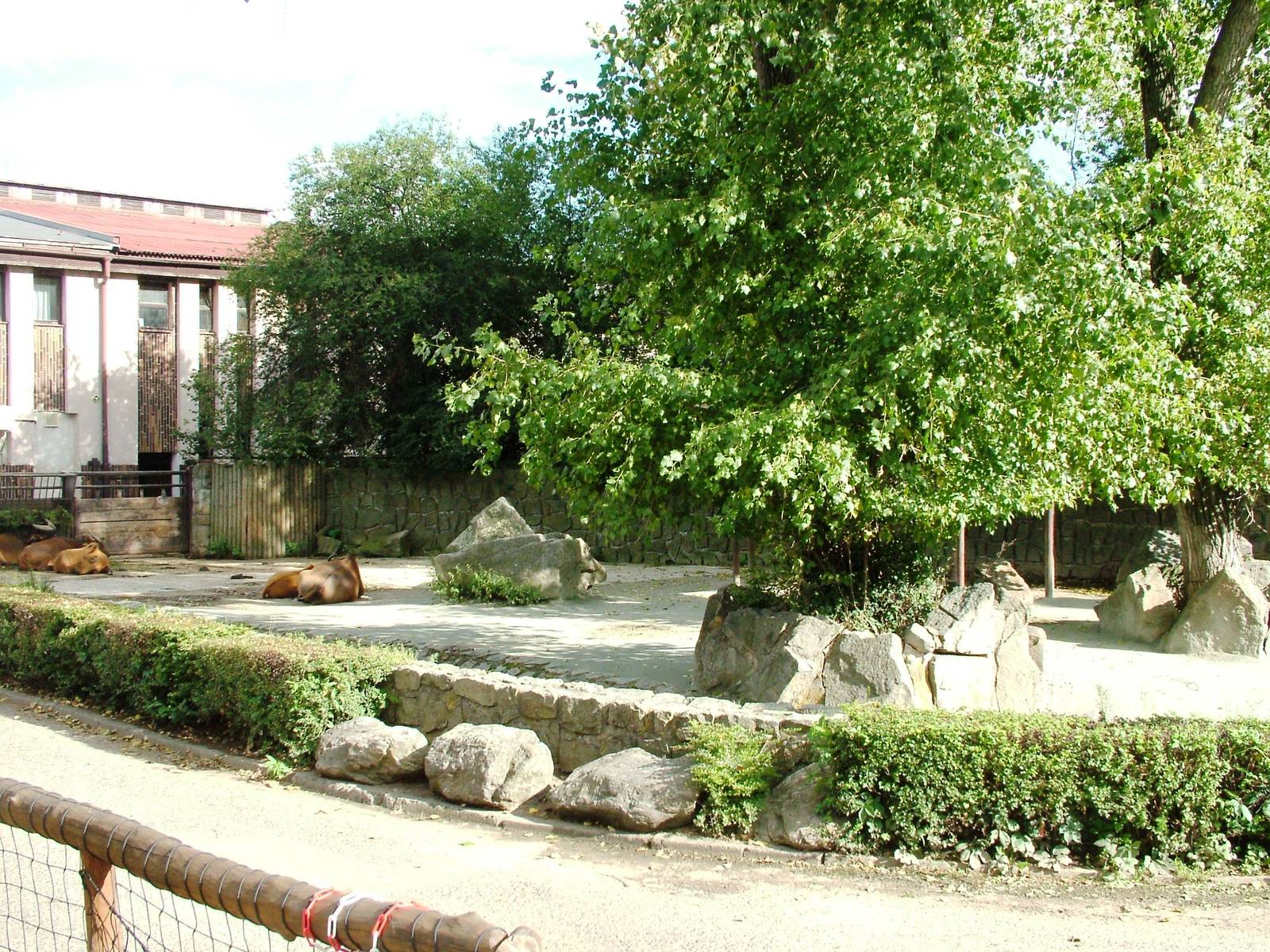 Congo Buffalo Exhibit at Dvur Kralove, 27/08/12