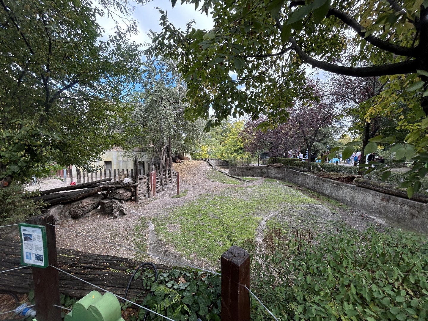 Congo Buffalo Exhibit