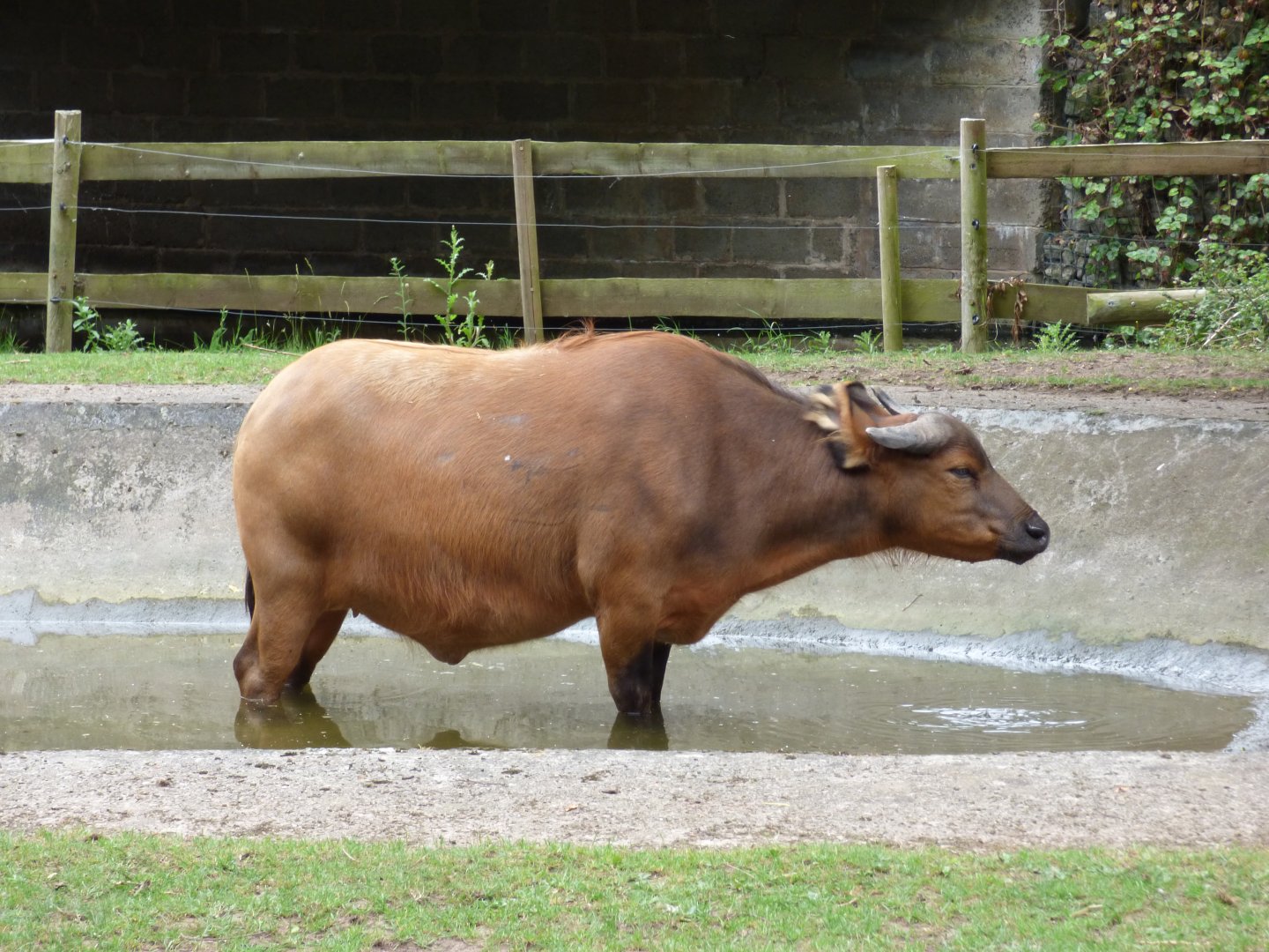 Congo Buffalo having a dip