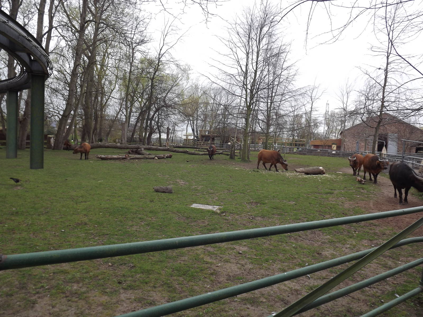 Congo Buffalo herd at Chester Zoo 31/03/12