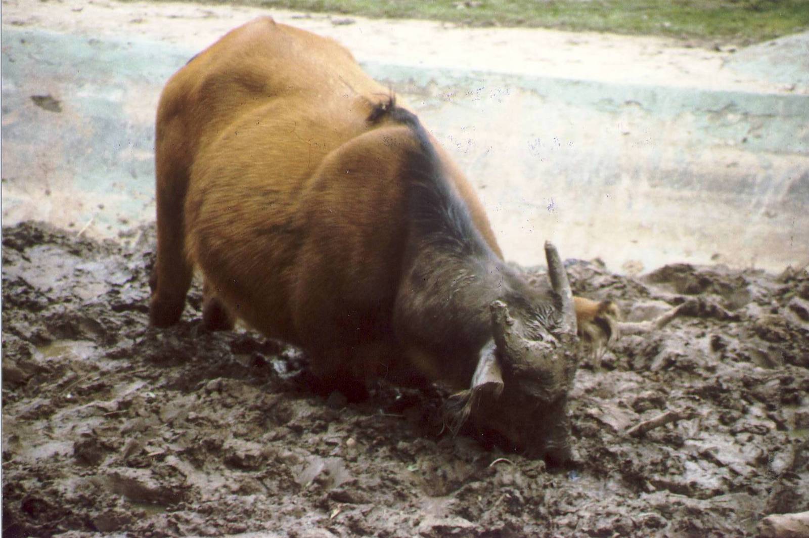 Congo Buffalo in mud wallow Chester Zoo 31 August 1998