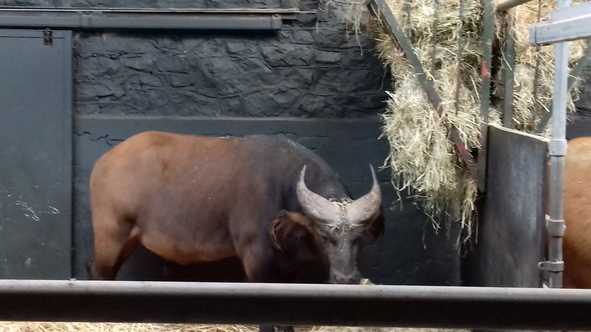 Congo buffalo in old cattle house