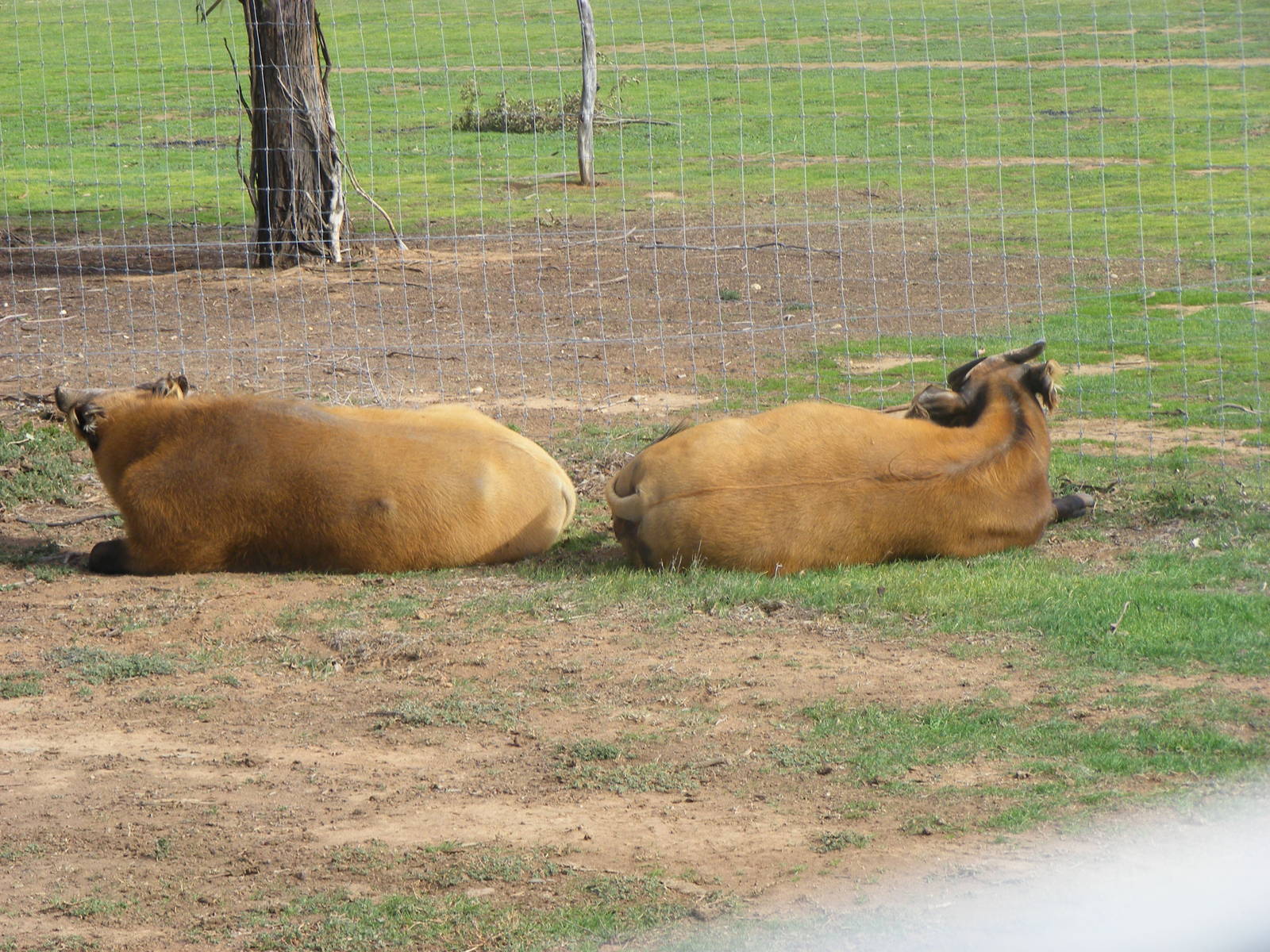Congo Buffalo - July, 2009