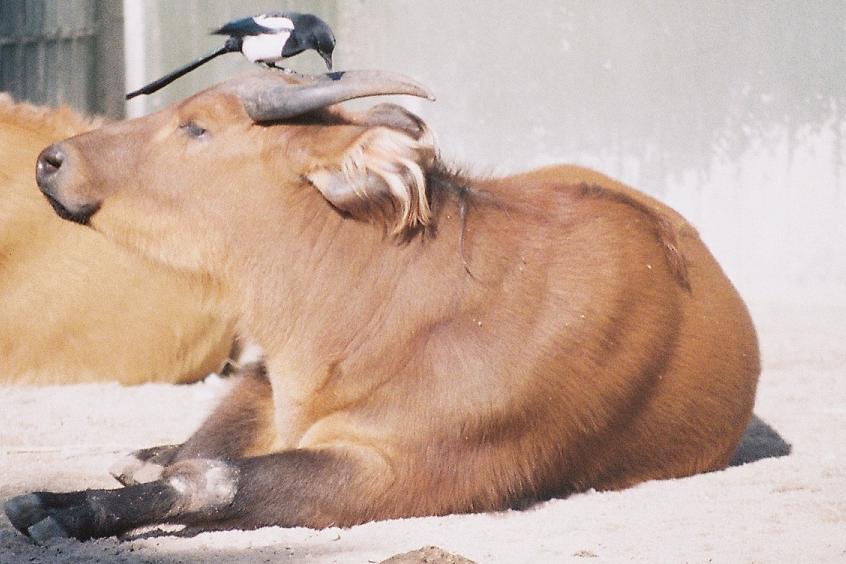Congo Buffalo Madrid