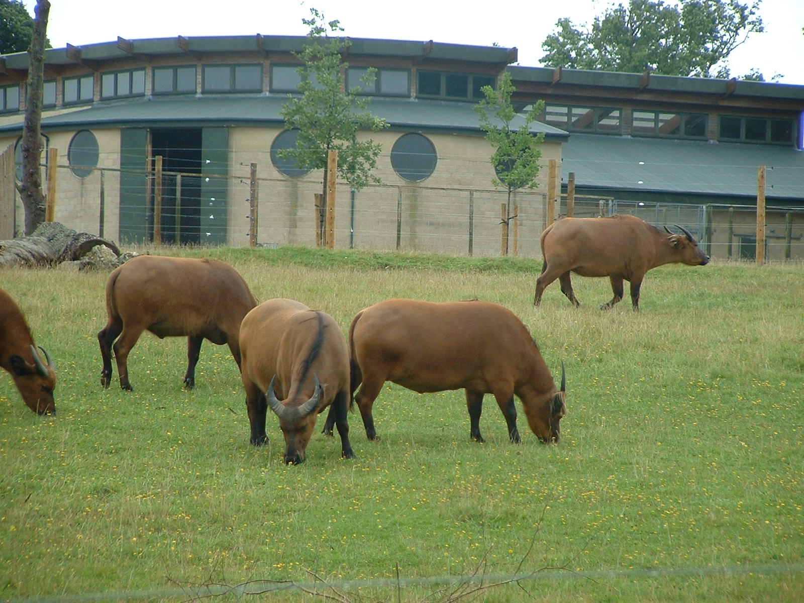 Congo Buffalo - Marwell 2007