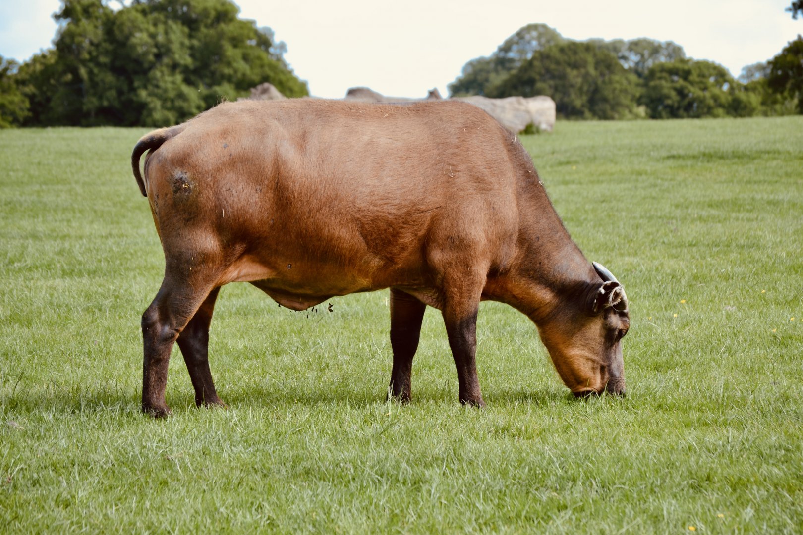 Congo Buffalo - May 2022