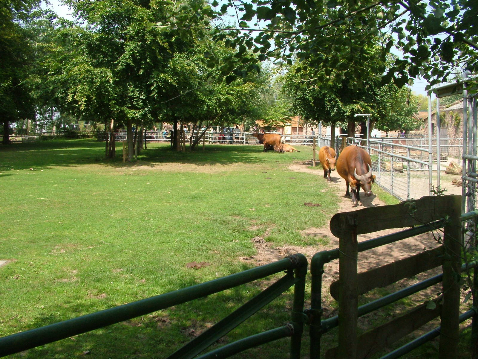 Congo Buffalo paddock at Chester Zoo July 2008
