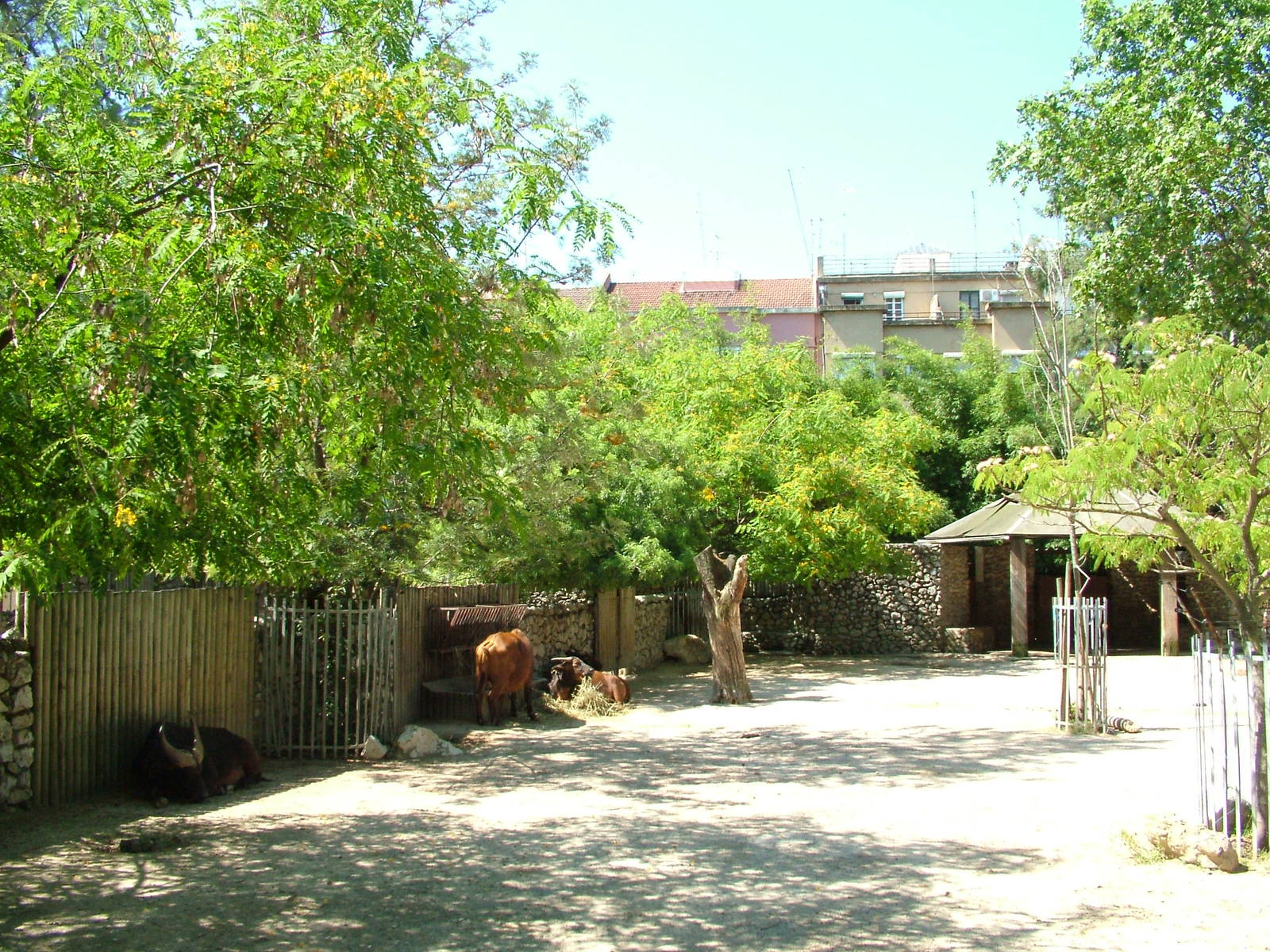 Congo Buffalo Paddock at Lisbon Zoo, 24/05/11