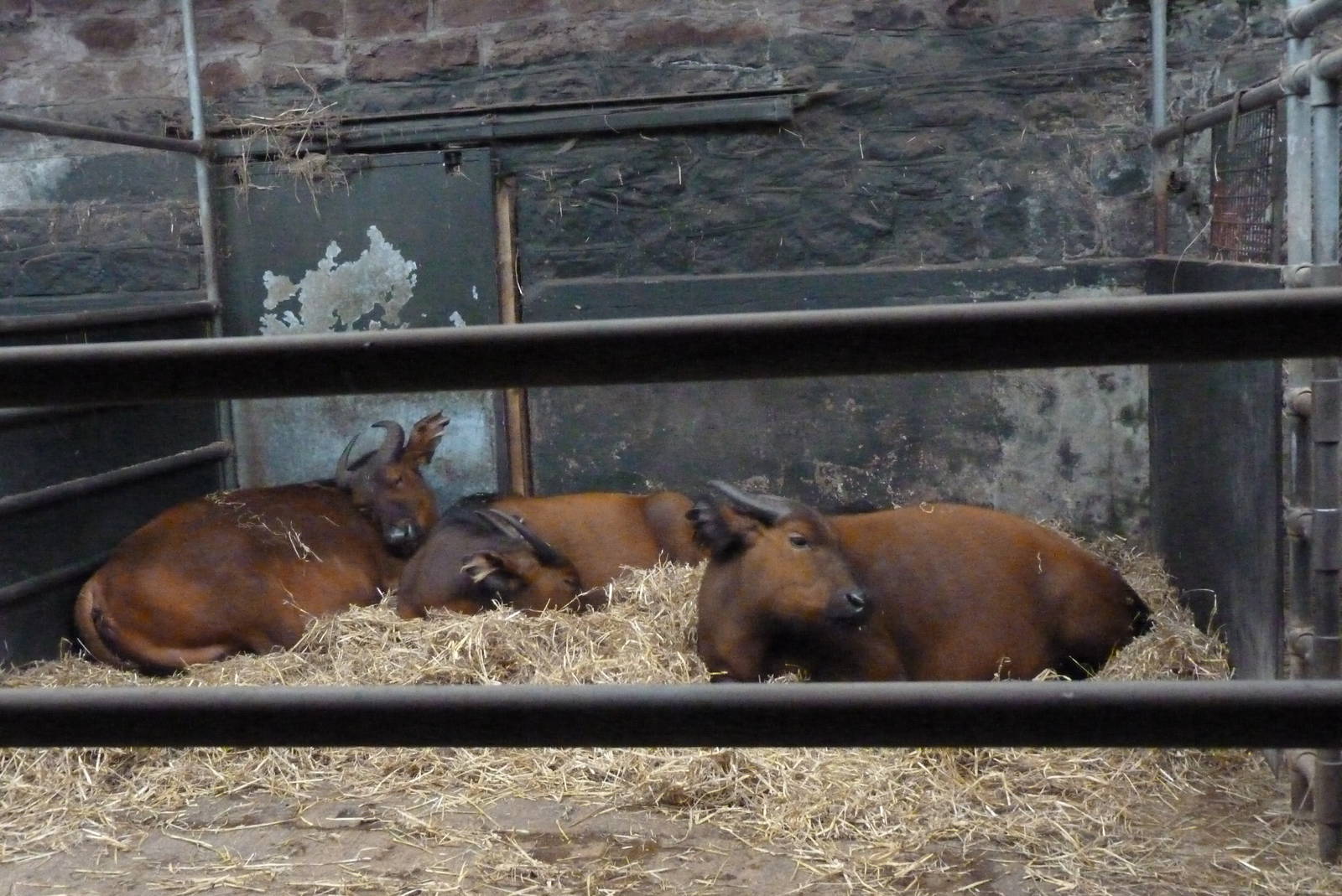 Congo Buffalo, September 2016