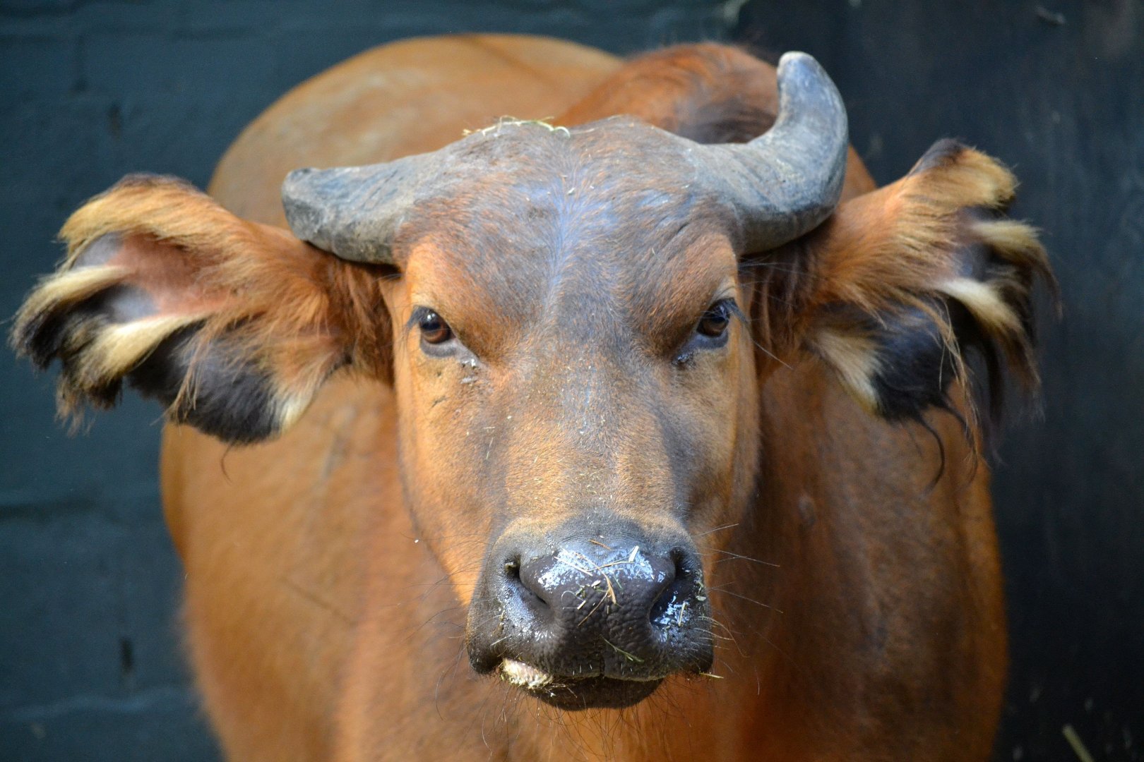 Congo Buffalo - September 2017