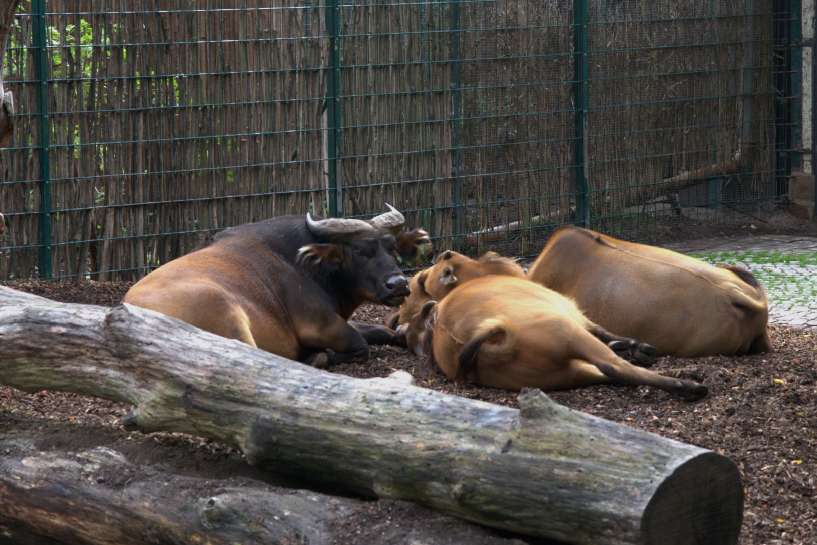Congo Buffalo (Syncerus caffer nanus), 14-09-25