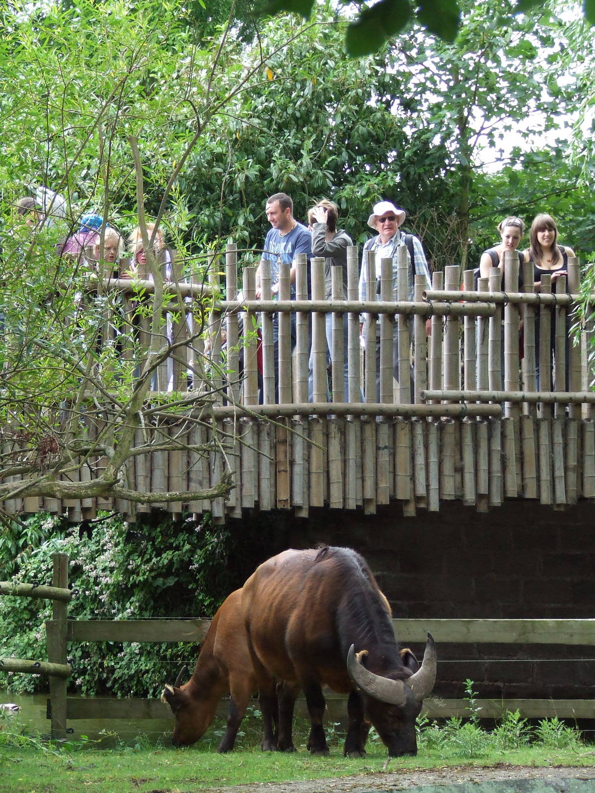 Congo Buffalo viewing
