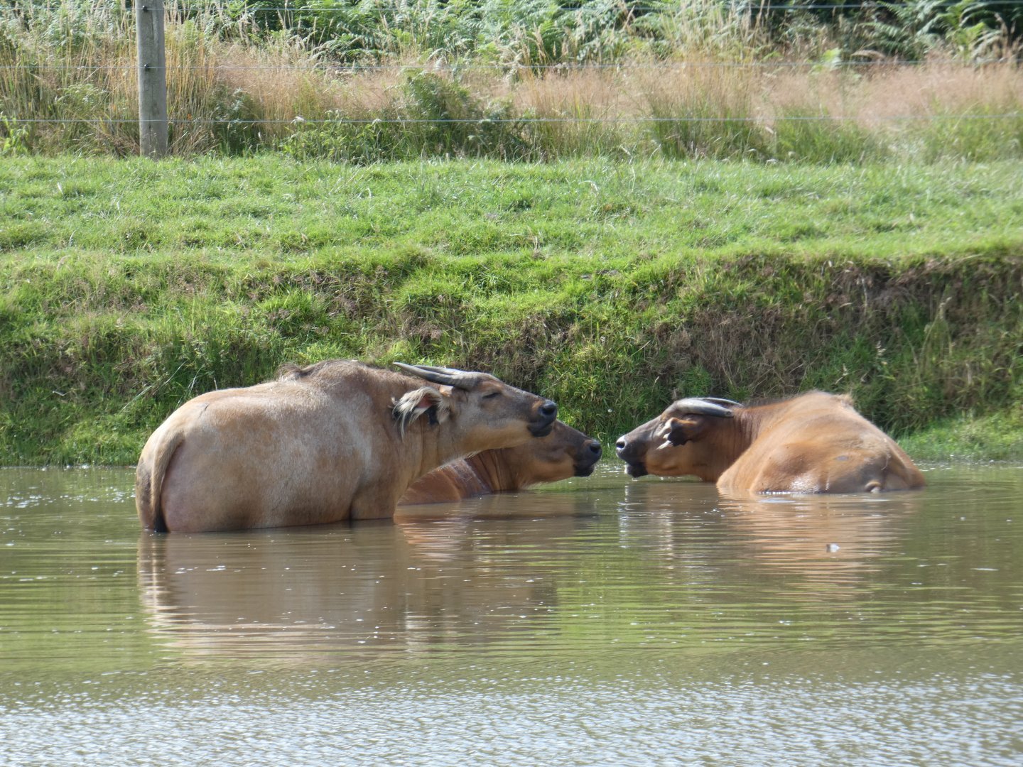 Congo Buffalo wallowing