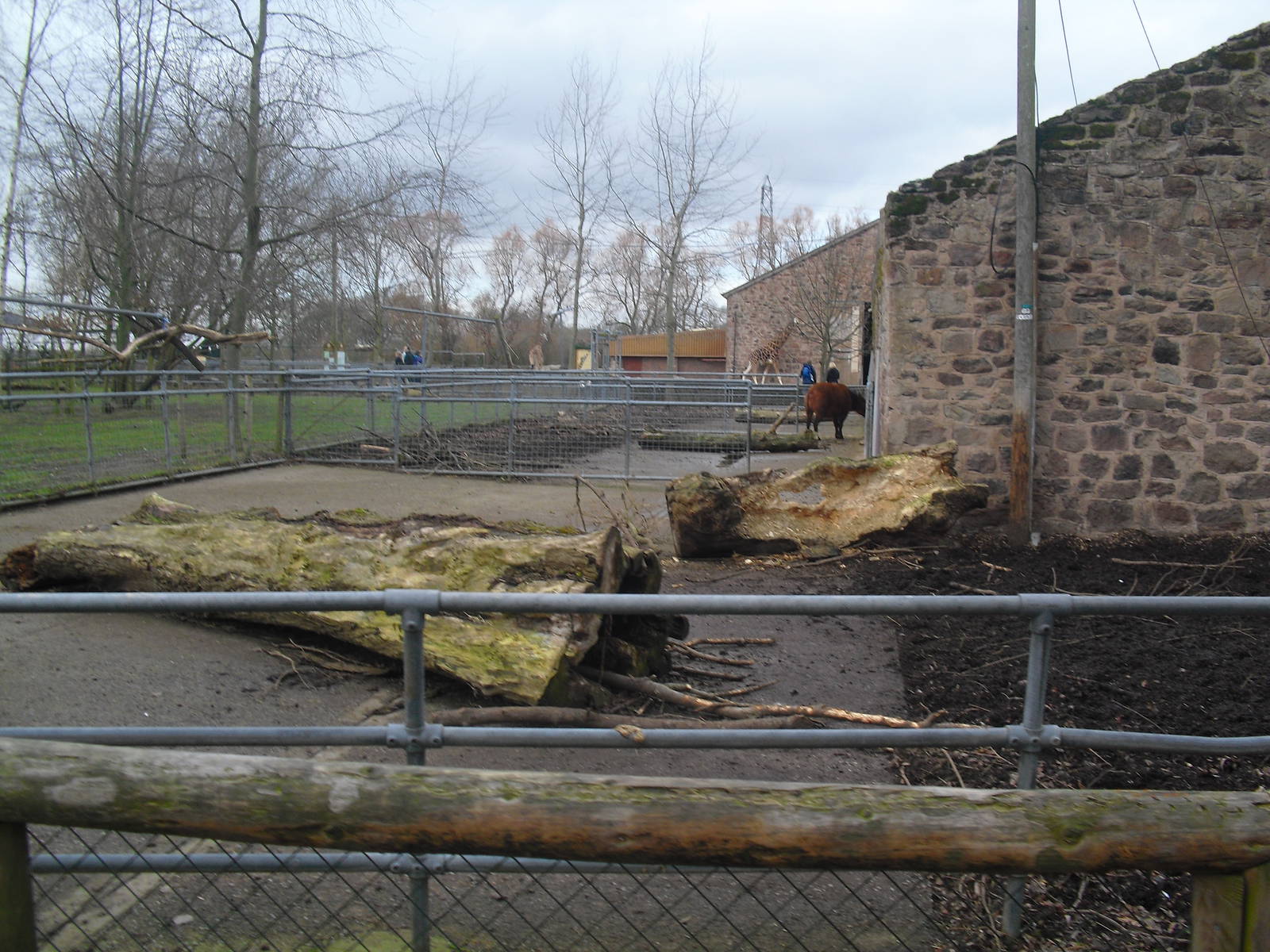 Congo Buffalo Yards - 16/02/2011