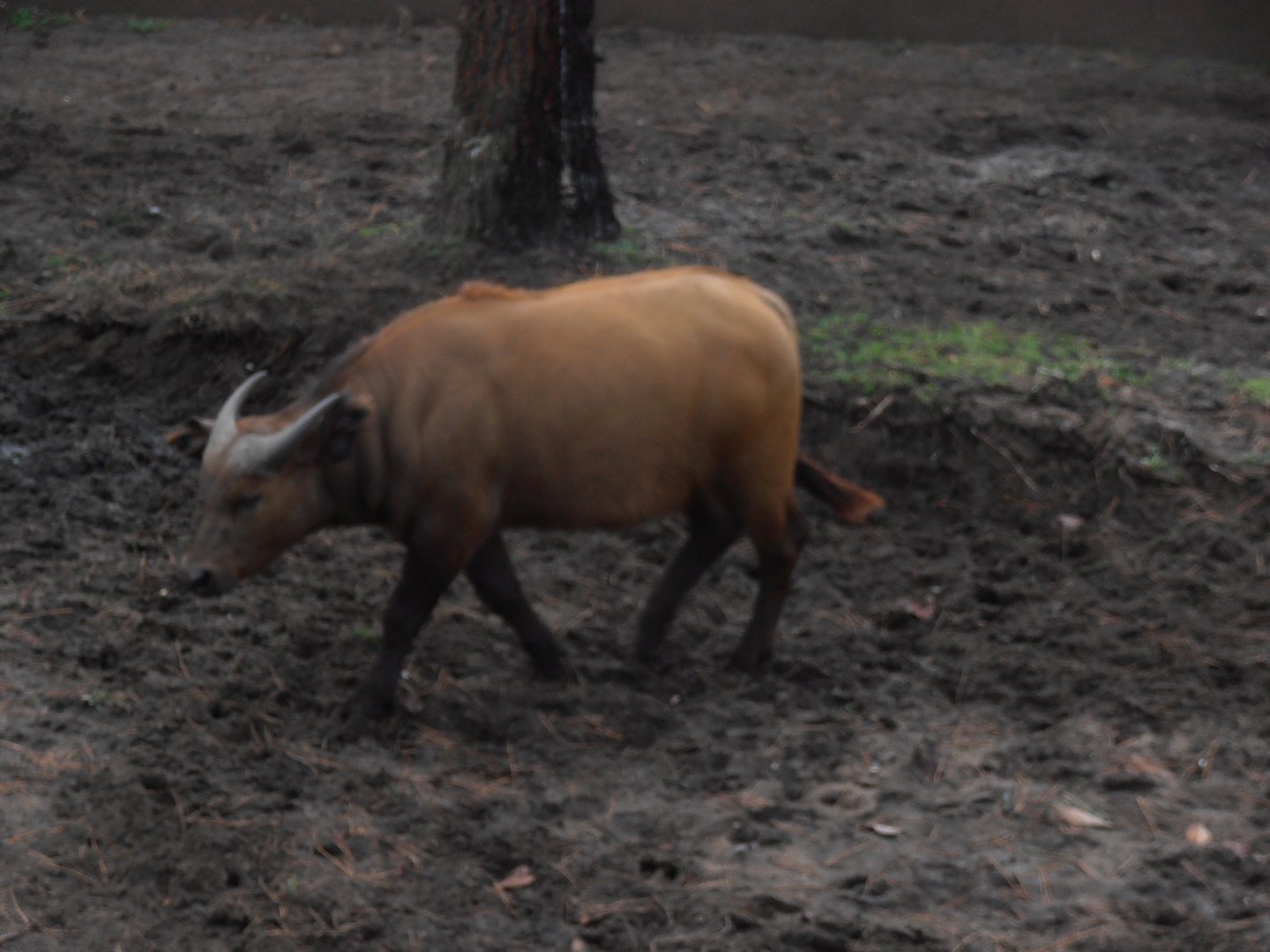 Congo buffalo-Zoo Bassin D'Arcachon (2012)
